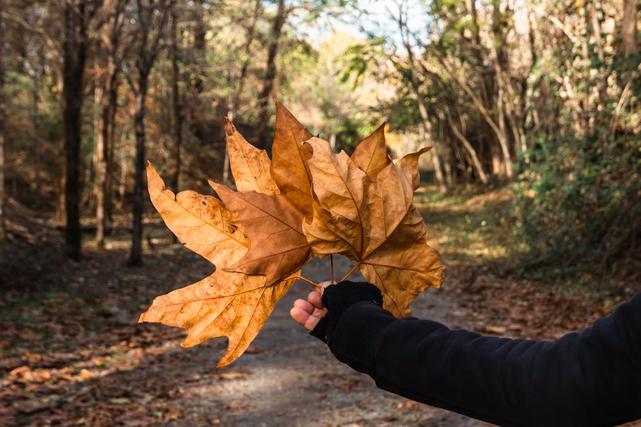 Hand Holding Autumn Leaves in Forest Pathway